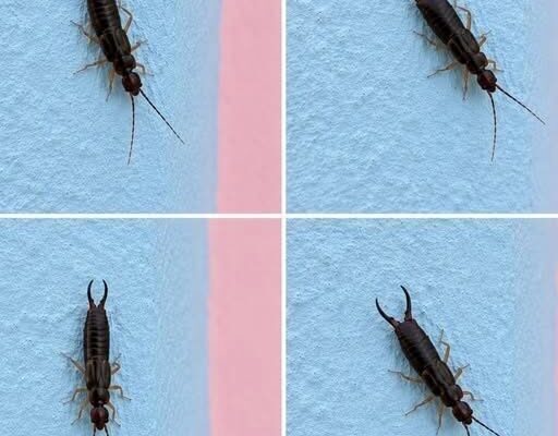 Warning! If You See This Tiny Bug in Your Kitchen, Check Your Pantry Right Away (Here’s What to Do Safely…