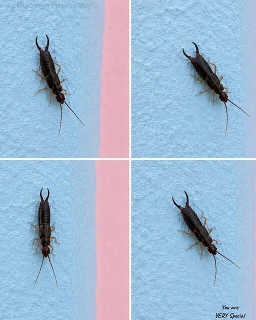 Warning! If You See This Tiny Bug in Your Kitchen, Check Your Pantry Right Away (Here’s What to Do Safely…