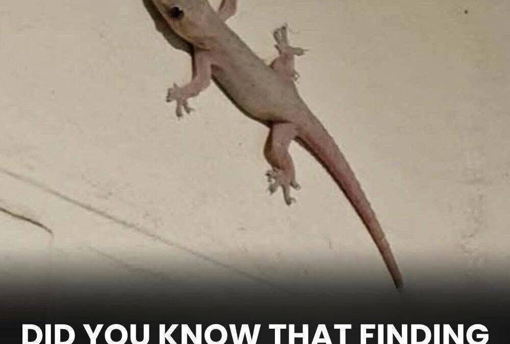What Does It Mean When You Find a Lizard in Your House?