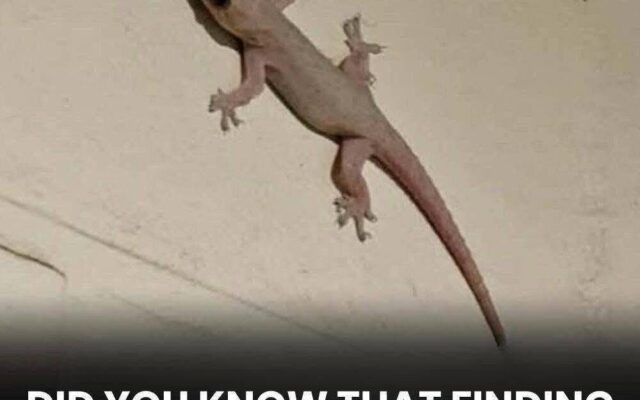 What Does It Mean When You Find a Lizard in Your House?